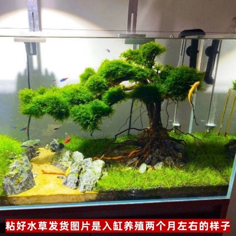 อ่างดอกไม้ศิลปะจากไม้ลอยน้ำแบบ - Resin Art With Wood บทวิจารณ์และราคา