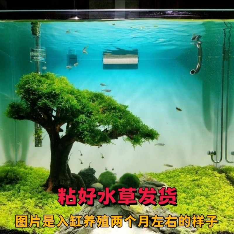อ่างดอกไม้ศิลปะจากไม้ลอยน้ำแบบ - Resin Art With Wood บทวิจารณ์และราคา