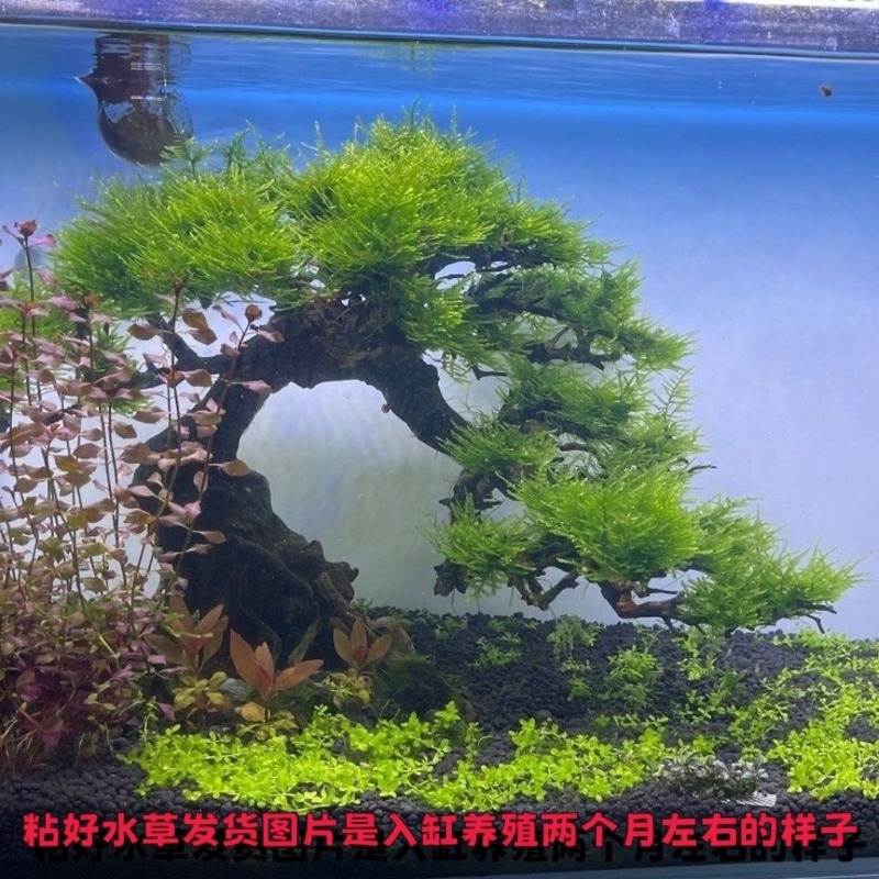 อ่างดอกไม้ศิลปะจากไม้ลอยน้ำแบบ - Resin Art With Wood บทวิจารณ์และราคา